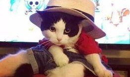 娱乐吃瓜少女喵